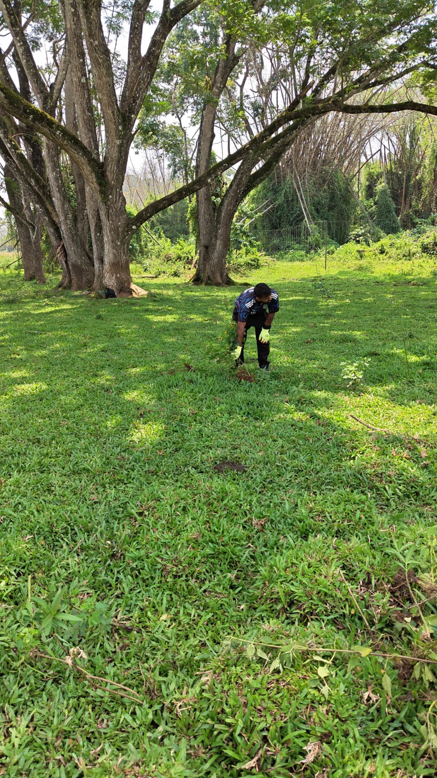 Forest restoration